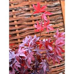 Acer palmatum 'Bloodgood' | Japanese Maple Tree -FruitSprout Shop TR037918L add image 6 e733