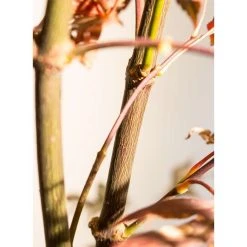 Acer palmatum 'Bloodgood' | Japanese Maple Tree -FruitSprout Shop TR037918L add image 8 1024