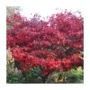 Acer palmatum 'Bloodgood' | Japanese Maple Tree -FruitSprout Shop TR037918L main image 13ad