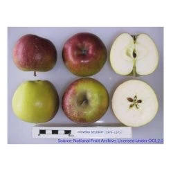 4-5ft Malus 'Chivers Delight' | Apple Tree -FruitSprout Shop TR0406 add image 2 0097