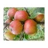 4-5ft Malus 'Chivers Delight' | Apple Tree -FruitSprout Shop TR0406 main image d62f