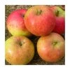 4-5ft Malus 'Isaac Newton' | Apple Tree -FruitSprout Shop TR0410 main image 5df2