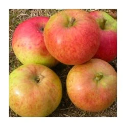 4-5ft Malus 'Isaac Newton' | Apple Tree