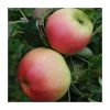 4-5ft Malus 'Monarch' | Apple Tree -FruitSprout Shop TR0411 main image 116e