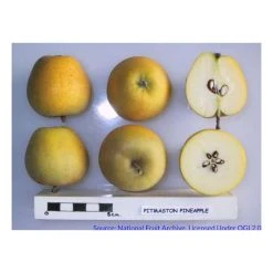 4-5ft Malus 'Pitmaston Pine Apple' | Apple Tree -FruitSprout Shop TR0413 add image 1 5177