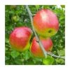 4-5ft Malus 'Redsleeves' | Apple Tree 2 4-5ft Malus 'Redsleeves' | Apple Tree -FruitSprout Shop TR0414 main image 478a