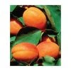 4-5ft 'Alfred' Apricot Tree | SJA Semi Vigorous Rootstock | Bare Root -FruitSprout Shop TR0420 main image 4596