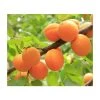 4-5ft 'Golden Glow' Apricot Tree | SJA Semi Vigorous Rootstock | Bare Root -FruitSprout Shop TR0422 main image 3836