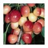4-5ft 'Merton Glory' Cherry Tree | Colt Semi Vigorous Rootstock | Bare Root -FruitSprout Shop TR0425 main image 050b
