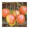 4-5ft 'White Heart' Cherry Tree | Colt Semi Vigorous Rootstock | Bare Root 1 4-5ft 'White Heart' Cherry Tree | Colt Semi Vigorous Rootstock | Bare Root -FruitSprout Shop TR0426 main image d3c7