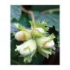 4-5ft 'Cosford Cob' Cobnut Bush | Bare Root 1 4-5ft 'Cosford Cob' Cobnut Bush | Bare Root -FruitSprout Shop TR0429 main image 31d7