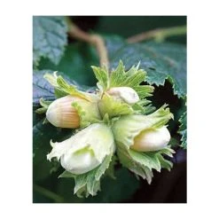4-5ft 'Cosford Cob' Cobnut Bush | Bare Root