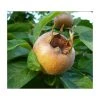 4-5ft 'Royal' Medlar Tree | Quince A Rootstock Semi-Dwarfing | Bare Root -FruitSprout Shop TR0436 main image 1d12