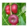4-5ft 'Flat' Nectarine Tree | SJA Semi Vigorous Rootstock | Bare Root 1 4-5ft 'Flat' Nectarine Tree | SJA Semi Vigorous Rootstock | Bare Root -FruitSprout Shop TR0437 main image 3228