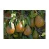 4-5ft 'Louise Bonne de Jersey' Pear Tree | Quince A Semi Dwarfing Rootstock | Bare Root -FruitSprout Shop TR0443 main image 666f