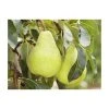 4-5ft 'Packhams Triumph' Pear Tree | Quince A Semi Dwarfing Rootstock | Bare Root -FruitSprout Shop TR0444 main image f7d0