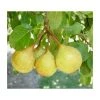 4-5ft 'Petite Poire' Pear Tree | Quince A Semi Dwarfing Rootstock | Bare Root 1 4-5ft 'Petite Poire' Pear Tree | Quince A Semi Dwarfing Rootstock | Bare Root -FruitSprout Shop TR0445 main image d4ae