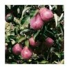 4-5ft 'Red Williams' Pear Tree | Quince A Semi Dwarfing Rootstock | Bare Root -FruitSprout Shop TR0446 main image 3f06