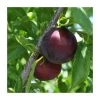 4-5ft 'Beauty' Plum Tree | SJA Semi Vigorous Rootstock | Bare Root -FruitSprout Shop TR0449 main image 4109