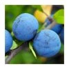 4-5ft 'Blue Tit' Plum Tree | SJA Semi Vigorous Rootstock | Bare Root -FruitSprout Shop TR0450 main image 52d6