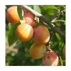 4-5ft 'Burbank Tangerine' Plum Tree | SJA Semi Vigorous Rootstock | Bare Root -FruitSprout Shop TR0451 main image f730