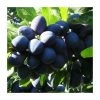 4-5ft 'Rivers' Early Prolific' Plum Tree | SJA Semi Vigorous Rootstock | Bare Root -FruitSprout Shop TR0455 main image 75da