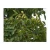 4-5ft 'Franquette' Walnut Tree | Walnut Seedling Rootstock |Bare Root -FruitSprout Shop TR0463 main image e05b