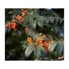 Sorbus 'Apricot Queen' | Rowan Tree | Bare Root | 120-150cm -FruitSprout Shop TR0500 main image adbe