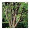 Sorbus aucuparia 'Beissneri' | Rowan Tree | Bare Root | 120-150cm -FruitSprout Shop TR0501 main image d42f