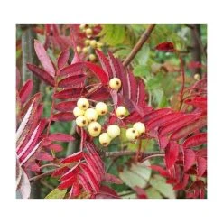 Sorbus discolor | Rowan Tree