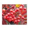 Sorbus 'Eastern Promise' | Rowan Tree -FruitSprout Shop TR0505 main image 9046