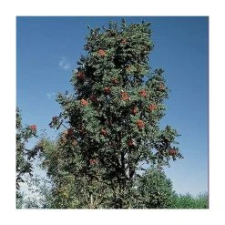 Sorbus × thuringiaca 'Fastigiata' | Bare Root | 120-150cm -FruitSprout Shop TR0506 add image 1 4172