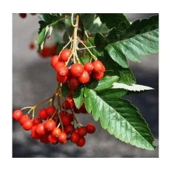 Sorbus × thuringiaca 'Fastigiata' | Bare Root | 120-150cm -FruitSprout Shop TR0506 add image 3 759e