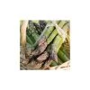 20-30cm 5 x Asparagus Gijnlim Bare Root 1 20-30cm 5 x Asparagus Gijnlim Bare Root -FruitSprout Shop TR0590 main image fb7b