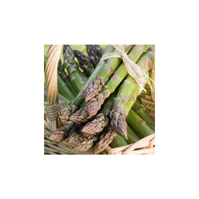 20-30cm 5 x Asparagus Gijnlim Bare Root 3 20-30cm 5 x Asparagus Gijnlim Bare Root
