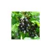 20-30cm Baldwin' Blackcurrant Bush | Bare Root -FruitSprout Shop TR0595 main image 2459