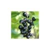 20-30cm Ben Hope' Blackcurrant Bush | Bare Root -FruitSprout Shop TR0596 main image ae59