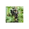 20-30cm Ben Sarek' Blackcurrant Bush | Bare Root -FruitSprout Shop TR0597 main image c8b1