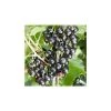 20-30cm Ben Tirran' Blackcurrant Bush | Bare Root -FruitSprout Shop TR0598 main image 56c1