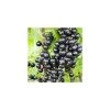20-30cm Ebony' Blackcurrant Bush | Bare Root -FruitSprout Shop TR0599 main image a6d0