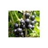 20-30cm Big Ben' Blackcurrant Bush | Bare Root -FruitSprout Shop TR0600 main image 585f