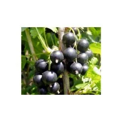 20-30cm Big Ben' Blackcurrant Bush | Bare Root