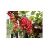 20-30cm Junifer' Redcurrant Bush | Bare Root -FruitSprout Shop TR0601 main image 2293