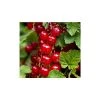 20-30cm Red Lake' Redcurrant Bush | Bare Root -FruitSprout Shop TR0603 main image ca0c