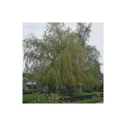 Salix x sepulcralis 'Chrysocoma' | Willow Tree -FruitSprout Shop TR06259L add image 1 a0c0
