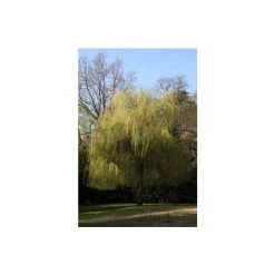 Salix x sepulcralis 'Chrysocoma' | Willow Tree -FruitSprout Shop TR06259L add image 2 cab9