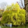 Salix x sepulcralis 'Chrysocoma' | Willow Tree -FruitSprout Shop TR06259L main image a979