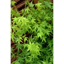 Acer palmatum | Japanese Maple Tree -FruitSprout Shop TR07003L add image 1 9642
