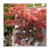 Acer palmatum | Japanese Maple Tree -FruitSprout Shop TR07003L main image e4bc