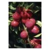 Malus 'Pink Glow' | Crab Apple Tree | Bare Root | By Frank P Matthews -FruitSprout Shop TR0791 main image 3197